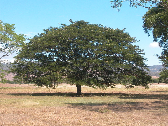 Archivo:48 campano (samán).jpg