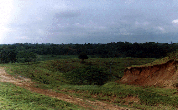 Archivo:Yondo0499 3.png