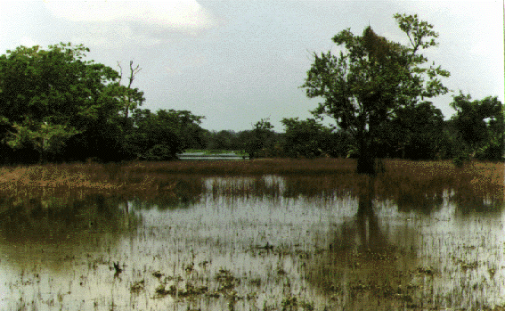 Archivo:Yondo0499 6.png