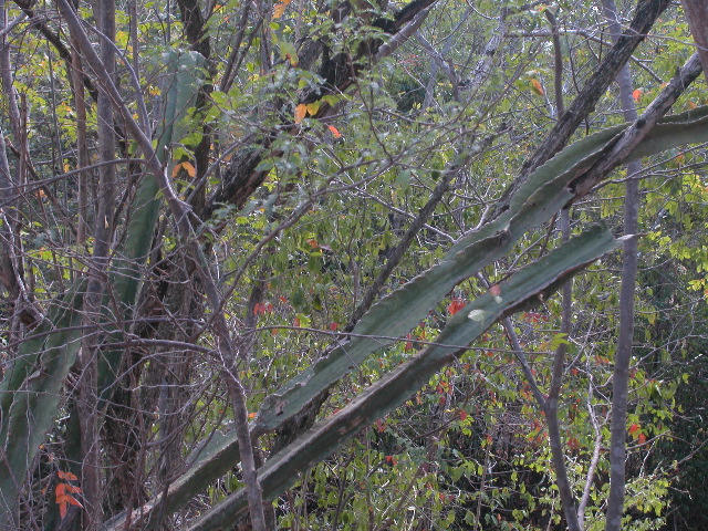 Archivo:30 cactaceas en cerco vivo ca arroyo Tucuy.jpg