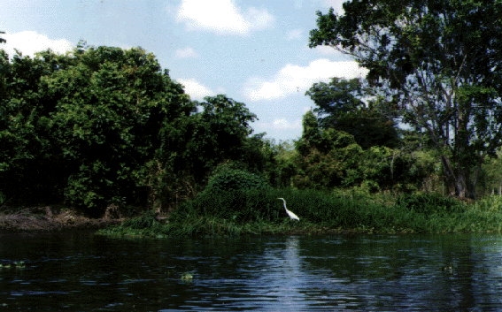Archivo:Yondo0499 2.png