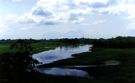 Archivo:Yondo0499 10.png
