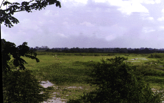 Archivo:Yondo0499 5.png