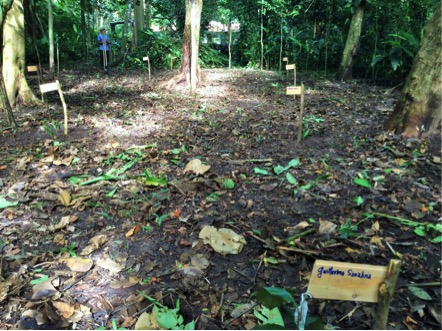 Archivo:Nuevas spp arboreto madr 081022.jpg