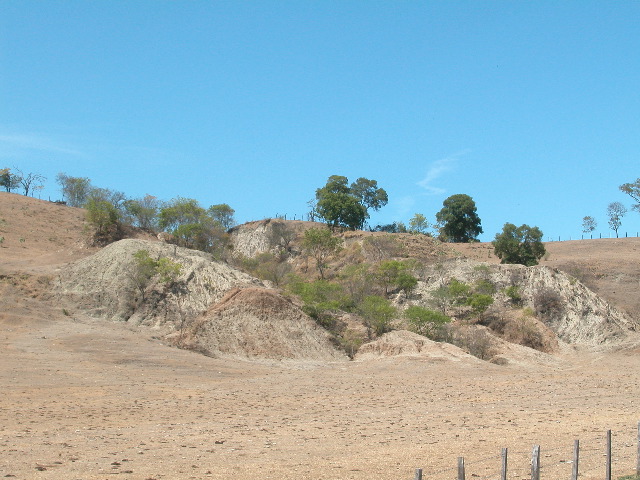 Archivo:71 colonizacion de carcavas por pioneras de bosque espinoso.jpg