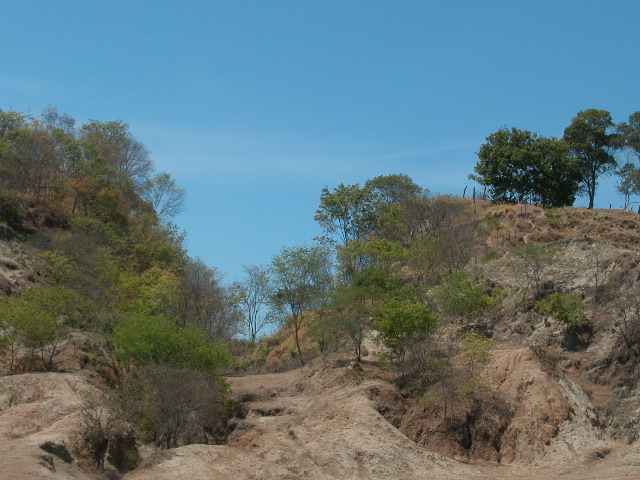 Archivo:75 recolonizacion de carcavas por pioneras de bosque seco.jpg