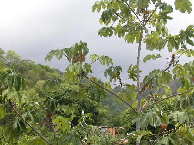 Archivo:PHEGaira34.jpg