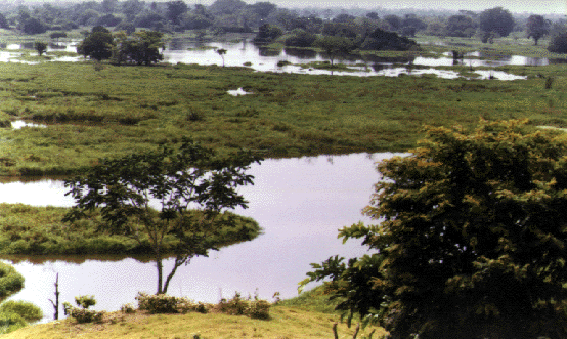 Archivo:Yondo0499 4.png