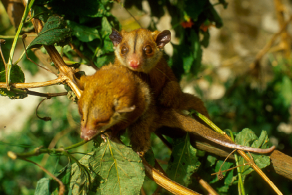 Archivo:Salvamento fauna Urra 1.png