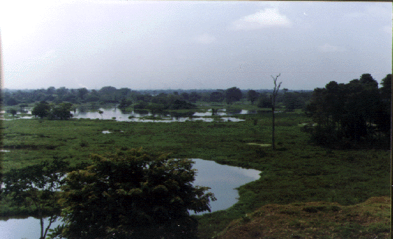 Archivo:Yondo0499 4a.png