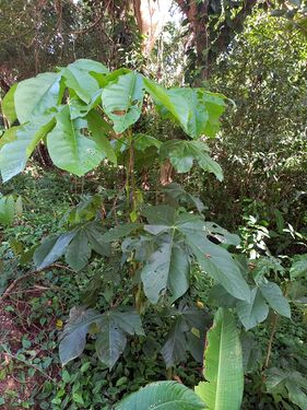Sterculia apetala Linnaeus Sterculiaceae. Piñón o camajón Foto: Marcelino Castro 27.09.22