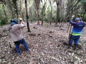 Foto 5. Ahoyado para siembra en campo, área entre senderos De La Palma y De La Escuela. (M. Díaz, 25.03.2025)