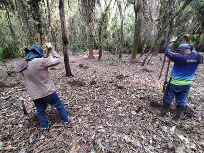 Ahoyado para siembra en el terreno ubicado entre los senderos de La Palma y de La Escuela. Foto: M. Díaz, 25.03.2025