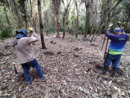 Foto 5. Ahoyado para siembra en campo, área entre senderos de La Palma y de La Escuela. (M. Díaz, 25.03.2025)