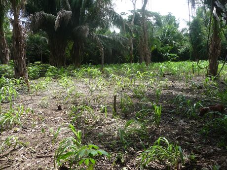 Foto 18. Plantas de Maíz (Zea mays), al mes de sembradas las semillas. Foto: Miguel Ángel Díaz Rubiano, 29.11.24.