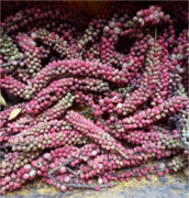 Espigas de semillas (aquenios) de maiz tostao, Coccoloba acuminata Kunth, Polygonaceae, recolectadas en la RNG por Marcelino Castro, enero 2022. Foto Nelly Vásquez 24.01.22