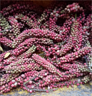 Espigas de semillas (aquenios) de maiz tostao, Coccoloba acuminata Kunth, Polygonaceae, recolectadas en la RNG por Marcelino Castro, enero 2022. Foto Nelly Vásquez 24.01.22