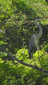 Ardea herodias (garzón)[1]