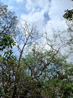 Ceiba majagua, sin hojas, con frutos pequeños, Pseudobombax septenatum (Jacquin) Dugand, Malvaceae. Foto Marcelino Castro 29.01.22