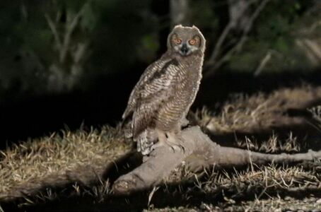 Bubo virginianus (buho)