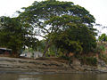 El peñón de las Brujas, debido a la ceiba bruja. 27/02/07 LMOM