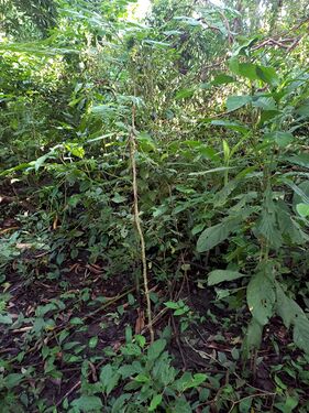 Albizia guachapele (Kunth) Dugand Fabaceae. Iguamarillo Foto: Marcelino Castro 27.09.22