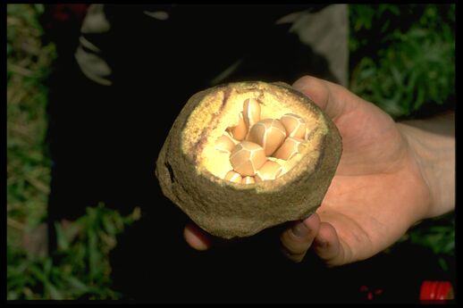 Lecythis minor (coquillo), fruto y semillas. Foto: G. Janssen, 25.10.93