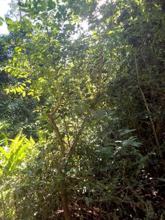 Spondias mombin Linnaeus Anacardiaceae Jobo JGR 4511-4729 Foto: Marcelino Castro 02.10.22