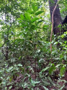 Ficus americana Aubl. Moraceae. Higuerón. Foto: Marcelino Castro 02.10.22