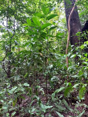 Ficus americana Aubl. Moraceae. Higuerón. Foto: Marcelino Castro 02.10.22