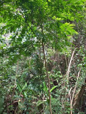 Myroxylon balsamum (L.) Harms Fabaceae Bálsamo de Tolú Foto: Marcelino Castro 27.09.22