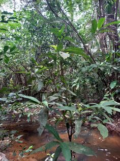 Alibertia edulis (Rich.) A. Rich. Rubiaceae. Guayabito perulero JGR 4489 Foto: Marcelino Castro 02.10.22