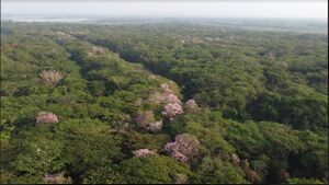 Vista sur de la RNG; robles, Tabebuia rosea, en flor. Foto: J. Restrepo 26.03.2022