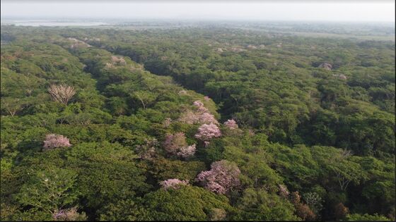 Vista sur de la RNG; robles, Tabebuia rosea, en flor. Foto: J. Restrepo 26.03.2022