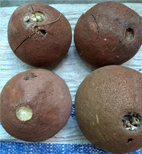 Frutos de maraco o bale'cañón (bala de cañón), Couroupita guianensis Aubl., Lecythidaceae, recolectadas por Marcelino Castro en RNG, enero 2022. Foto Nelly Vásquez 24.01.22