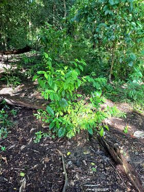 Maclura tinctoria (L.) D.Don ex Steud. Moraceae. Mora Foto: Marcelino Castro 27.09.22