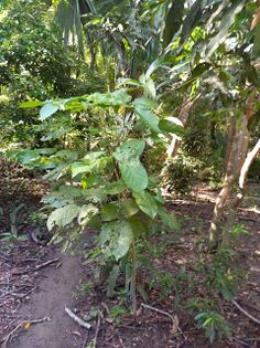 Handroanthus chrysanthus (Jacq.) S.O.Grose (syn.Tabebuia chrysantha) Bignoniaceae. Cañaguate Foto: Marcelino Castro 27.09.22