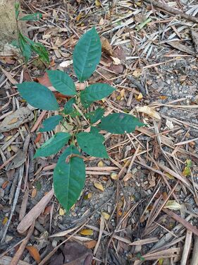 Regeneración natural en bosques de la RNG, plántulas de roble u ocobo, Tabebuia rosea (Bertol) DC Bignoniaceae. Foto: Nelly Vásquez 01.02.22