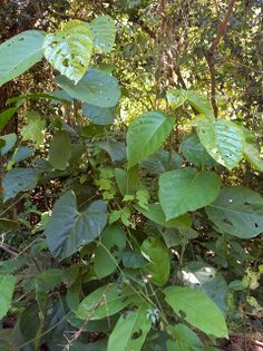 Coccoloba uvifera (Linnaeus) Jacquin Polygonaceae. Juan garrote JGR 4814 Foto: Marcelino Castro 02.10.22