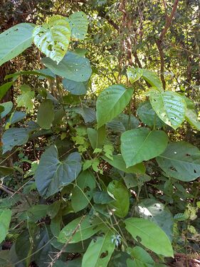 Coccoloba uvifera (Linnaeus) Jacquin Polygonaceae. Juan garrote JGR 4814 Foto: Marcelino Castro 02.10.22