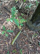 Regeneración natural en bosques de la RNG, fruto (inmaduro) y plántulas de cañandongo, Cassia grandis L.f. Caesalpinaceae. Foto: Nelly Vásquez 01.02.22
