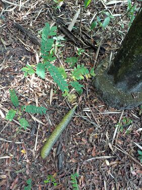 Regeneración natural en bosques de la RNG, fruto (inmaduro) y plántulas de cañandongo, Cassia grandis L.f. Caesalpinaceae. Foto: Nelly Vásquez 01.02.22