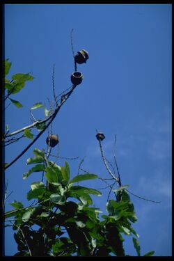 Lecythis minor (coquillo), árbol y fruto. Foto: G. Janssen, 25.10.93