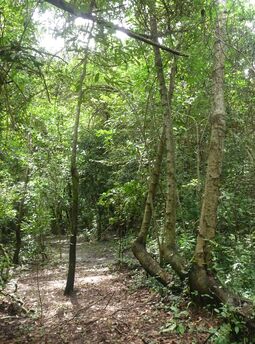 Foto 21. Nuevo sendero caño Raizal al playón hacia el río. Foto: Miguel Ángel Díaz Rubiano, 24.10.24