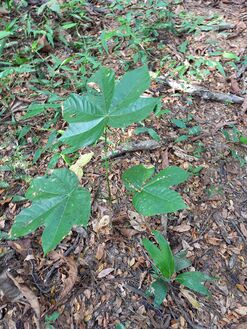 Plántulas de piñón Sterculia apetala (Jacq.) H.Karst., Sterculiaceae en la RNG (regeneración natural). Foto: Nelly Vásquez 01.02.22