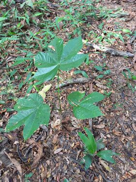 Plántulas de piñón Sterculia apetala (Jacq.) H.Karst., Sterculiaceae en la RNG (regeneración natural). Foto: Nelly Vásquez 01.02.22