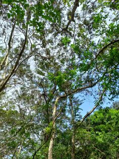 Cañandongo (cañafístula), con frutos verdes (inmaduros), Cassia grandis L.f., Fabaceae. Foto Marcelino Castro 29.01.22