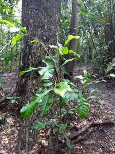 Crescentia cujete Linnaeus Bignoniaceae JGR 4681-4721 Totumo Foto: Marcelino Castro 02.10.22