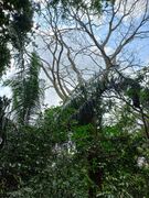 Guacamayo, sin hojas ni frutos, Albizia caribaea (Urb.) Britton & Rose 1928, Fabaceae. Foto Marcelino Castro 29.01.22