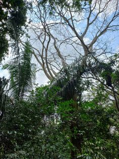 Guacamayo, sin hojas ni frutos, Albizia caribaea (Urb.) Britton & Rose 1928, Fabaceae. Foto Marcelino Castro 29.01.22